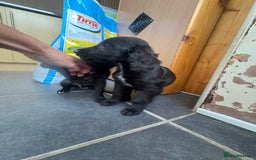 Cocker Spaniel dogs for sale: Gorgeous spaniel puppy’s   - Image 4