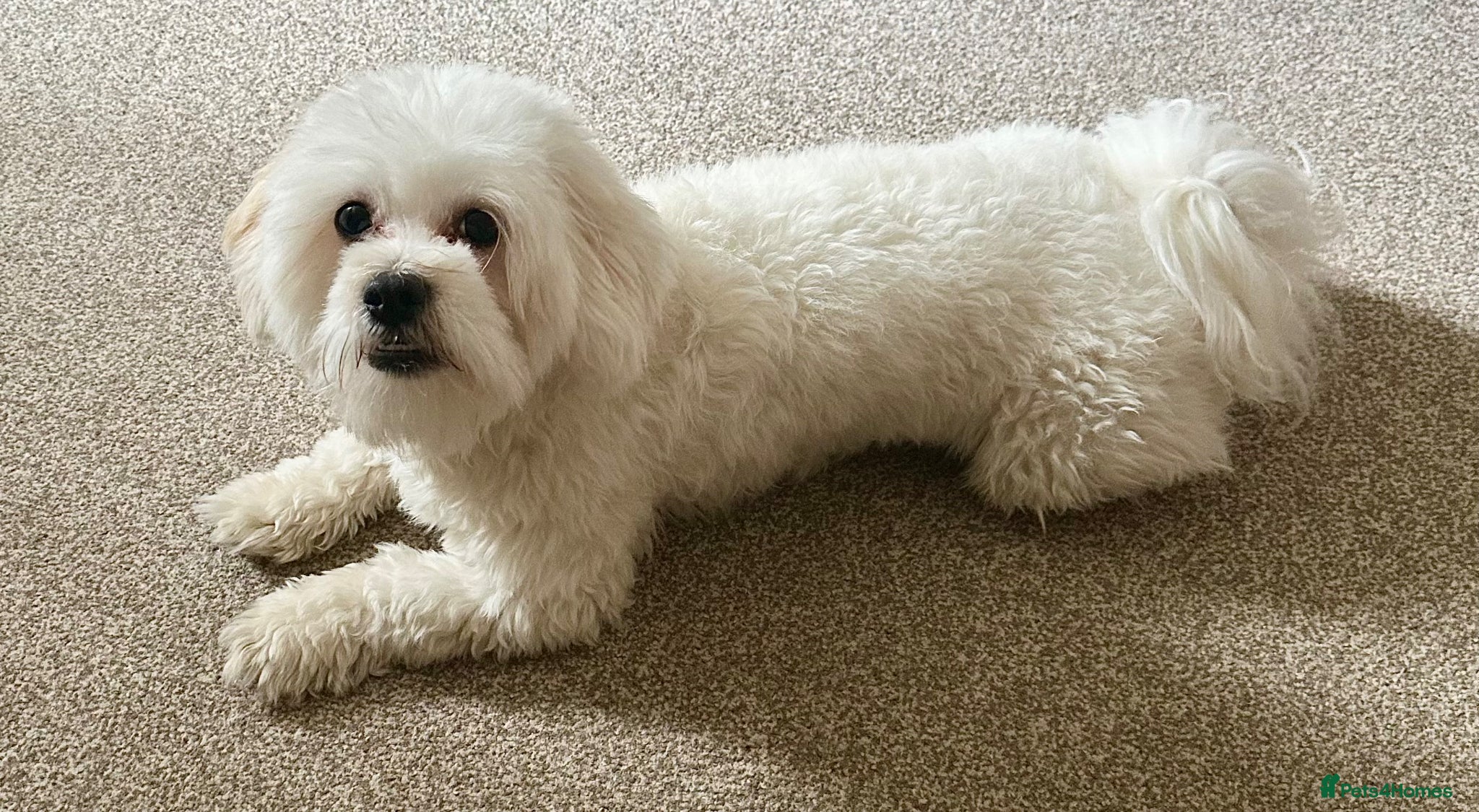 Maltese dogs Beautiful pure Maltese boy 9 months old, Loca - Advert 1