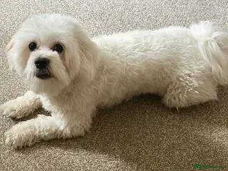 Maltese dogs Beautiful pure Maltese boy 9 months old, Loca - Advert 1