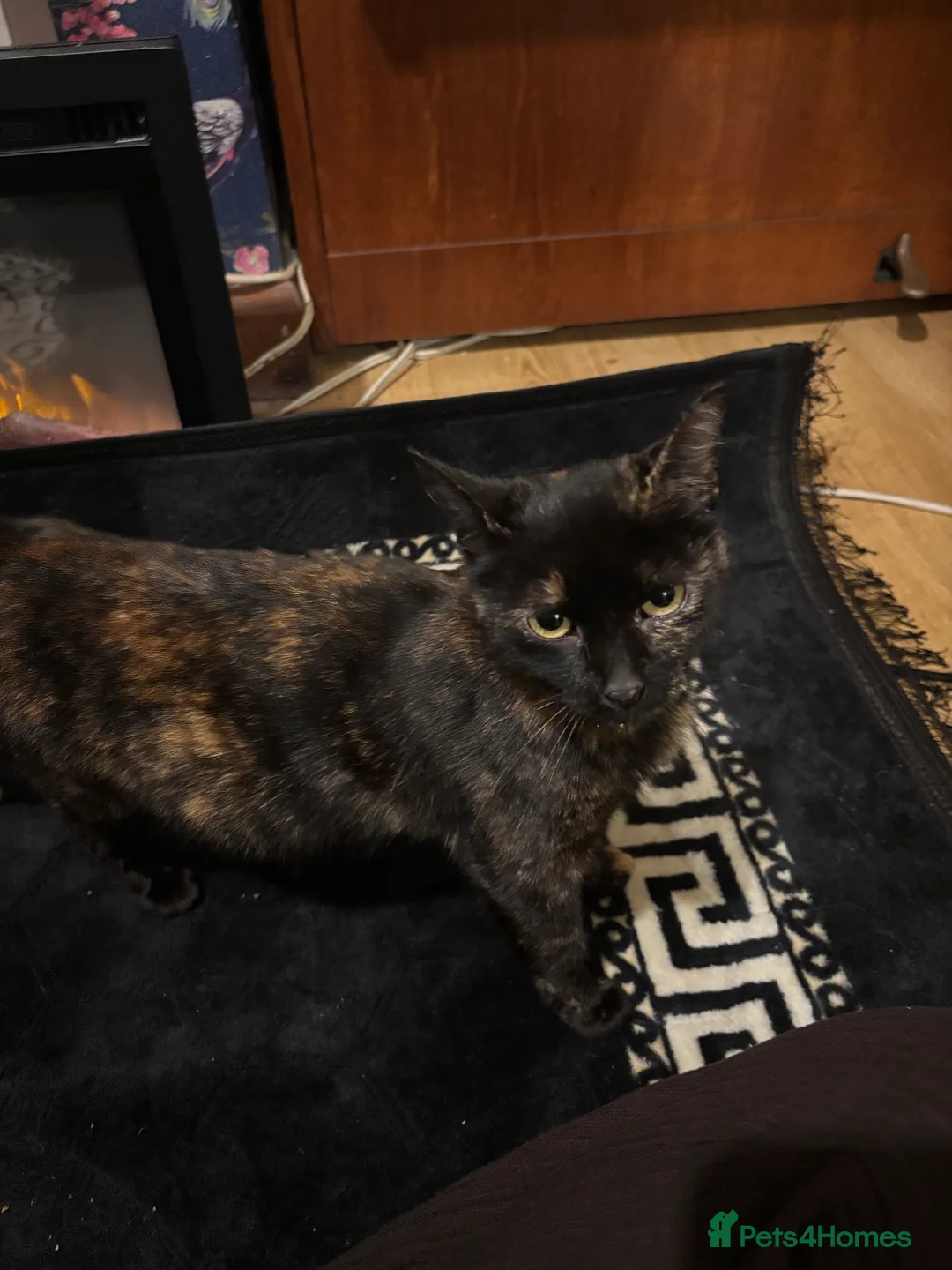 Mixed Breed cats for sale: Playful Loving Kittens Looking For Forever Homes - Advert 2