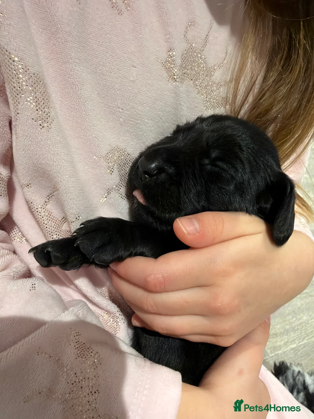 Cocker Spaniel dogs for sale: 🐾Show type cocker spaniel health tested puppies🐾 in King's Lynn - Advert 8