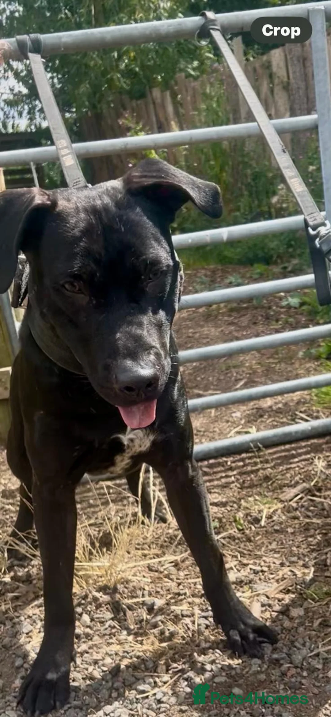 Mixed Breed dogs for sale: Mixed breed male dog 14 months - Advert 6
