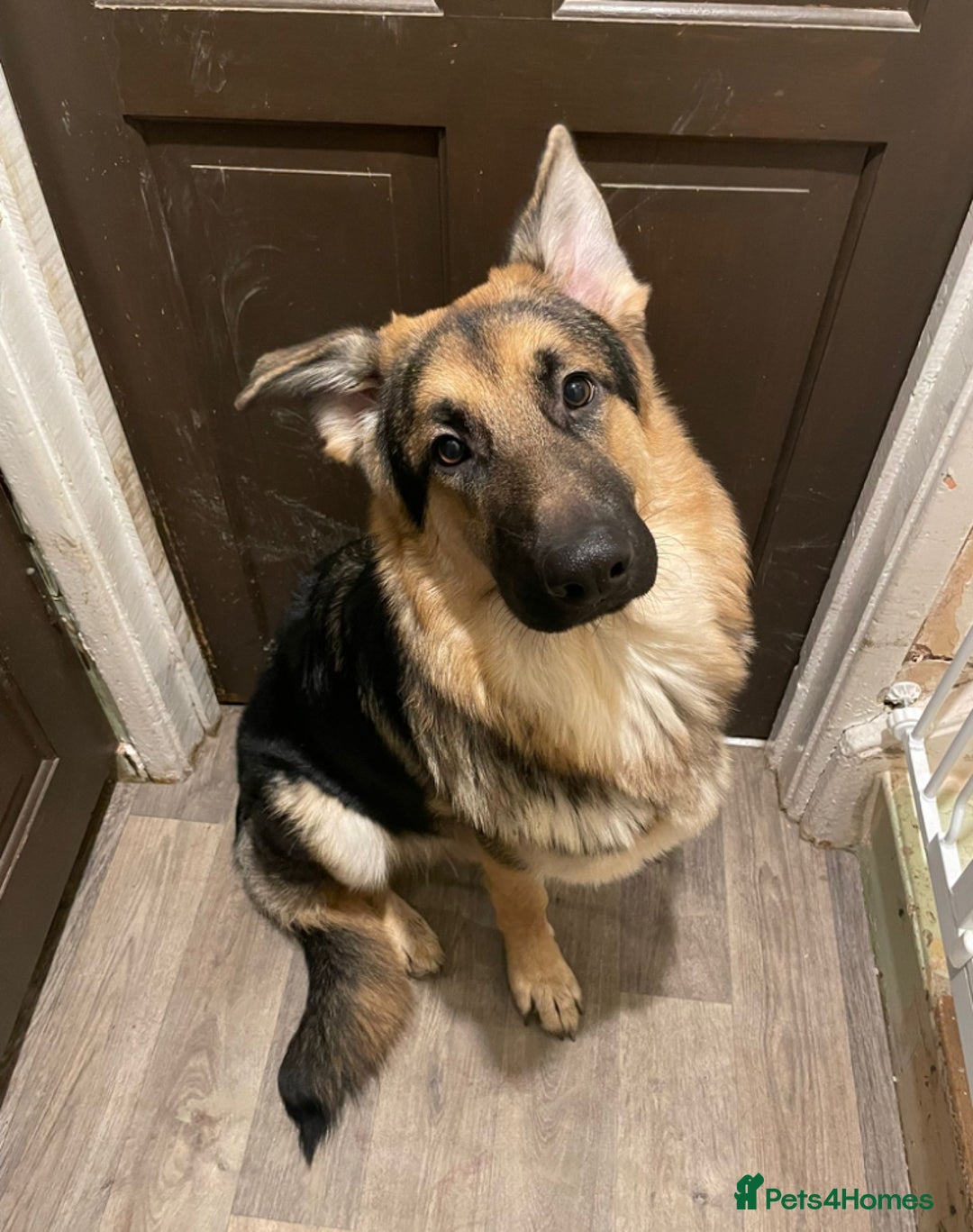 German Shepherd dogs for sale: 13 Month old German Shepherd - Rex - Image 1