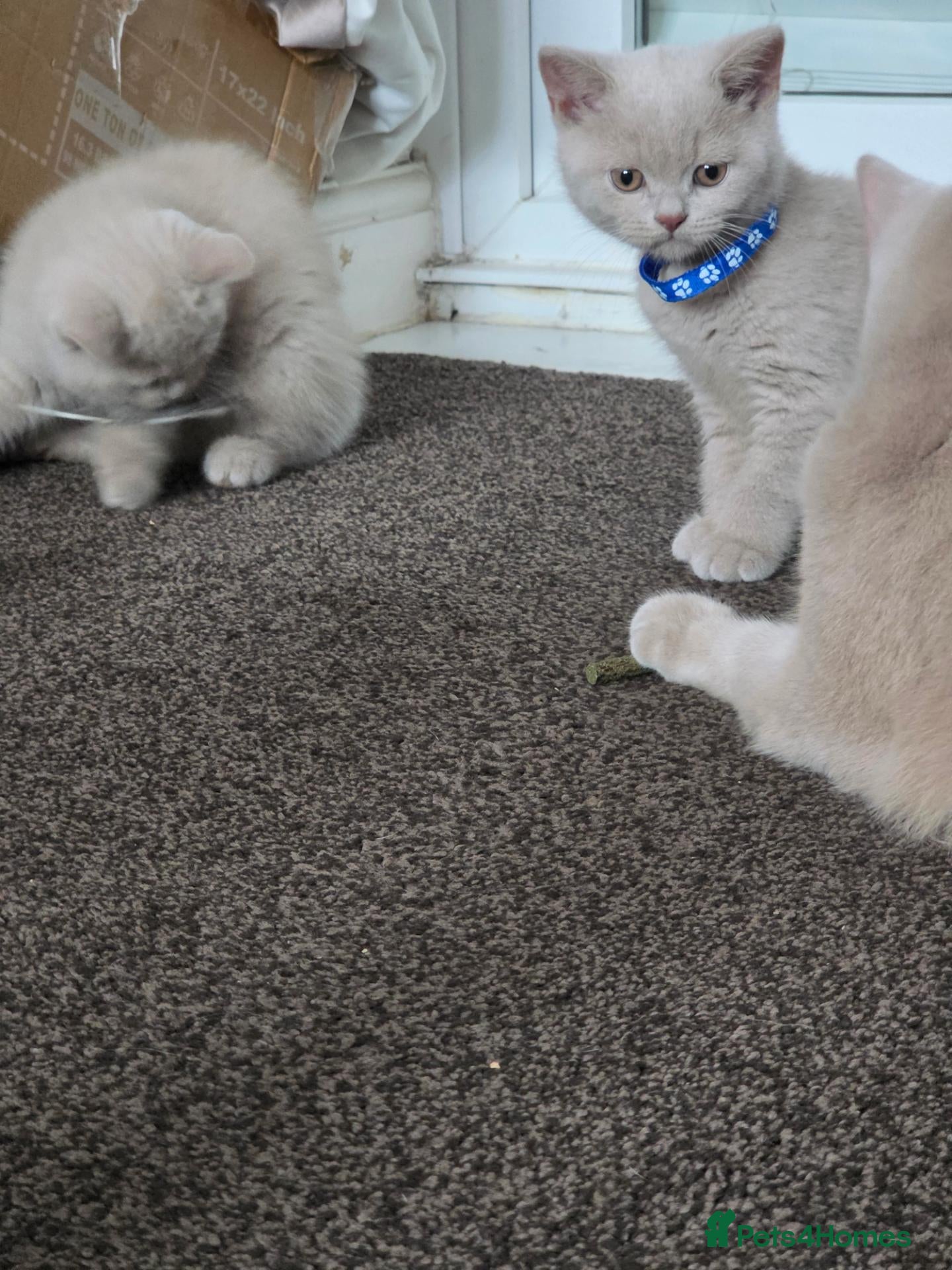 British Shorthair cats for sale: Exceptional Rare Fawn, British short hair  - Advert 1
