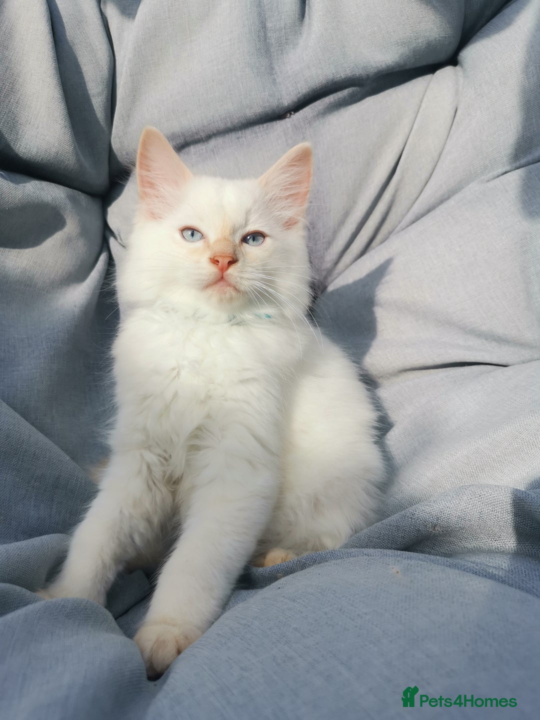 Ragdoll cats for sale: 2 left Pure Health tested huge ragdoll kittens  - Image 16