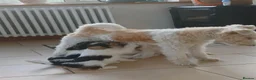 Fox Terrier dogs for sale: KC Wire haired fox terrier pups based in Kent - Advert 14