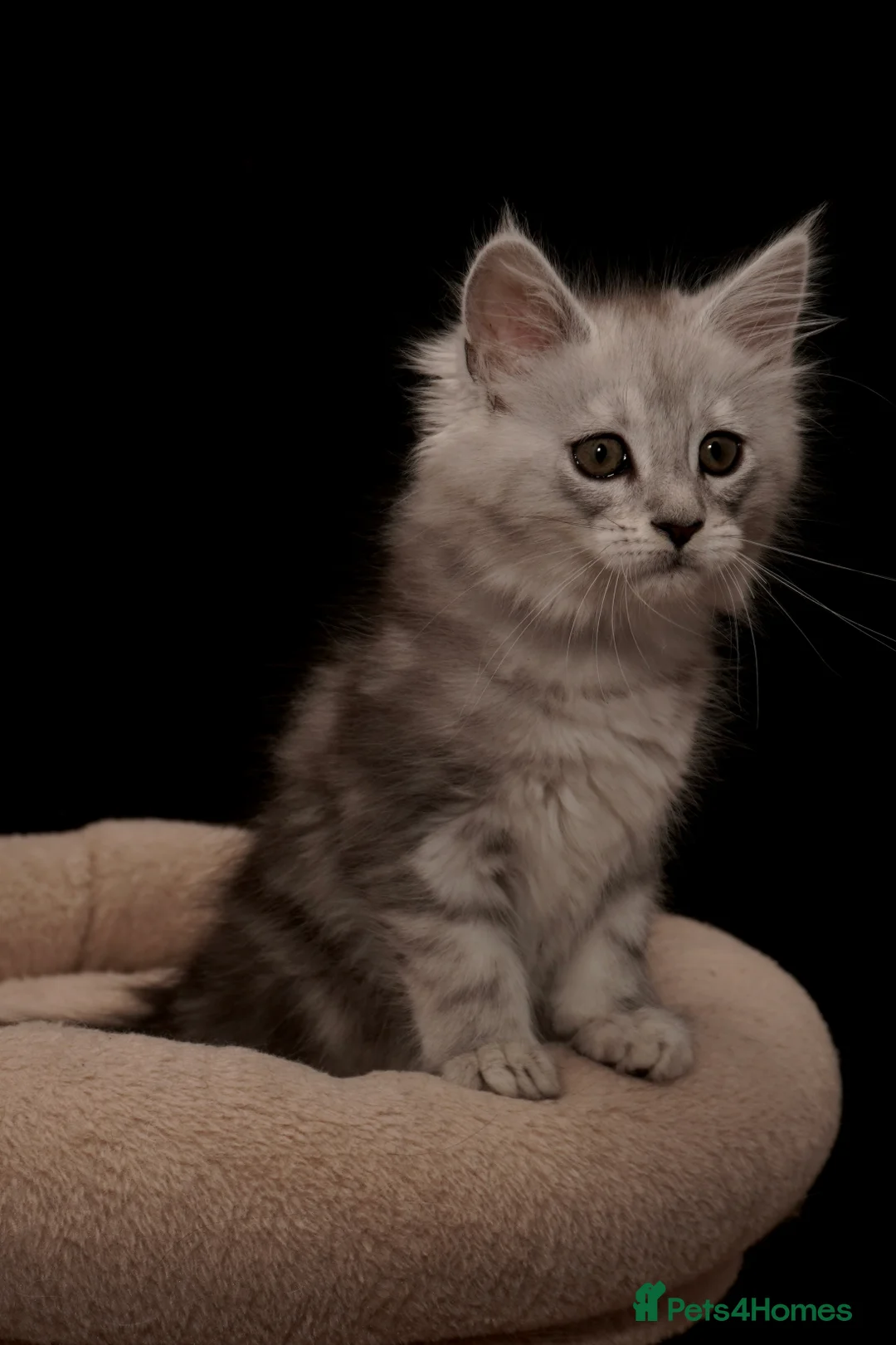 Maine Coon cats for sale: Black Silver classic tabby Mainecoon kittens - Advert 12