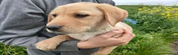 Labrador Retriever dogs for sale: Ready now!! Gorgeous labradors  - Advert 3