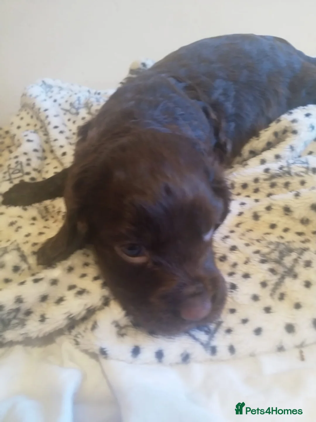 Cocker Spaniel dogs for stud: PROVEN Cocker Spaniel-Chocolate Sable DNA TESTED in Henlow - Advert 20