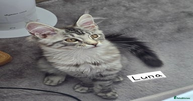 Maine Coon cats - Advert 14