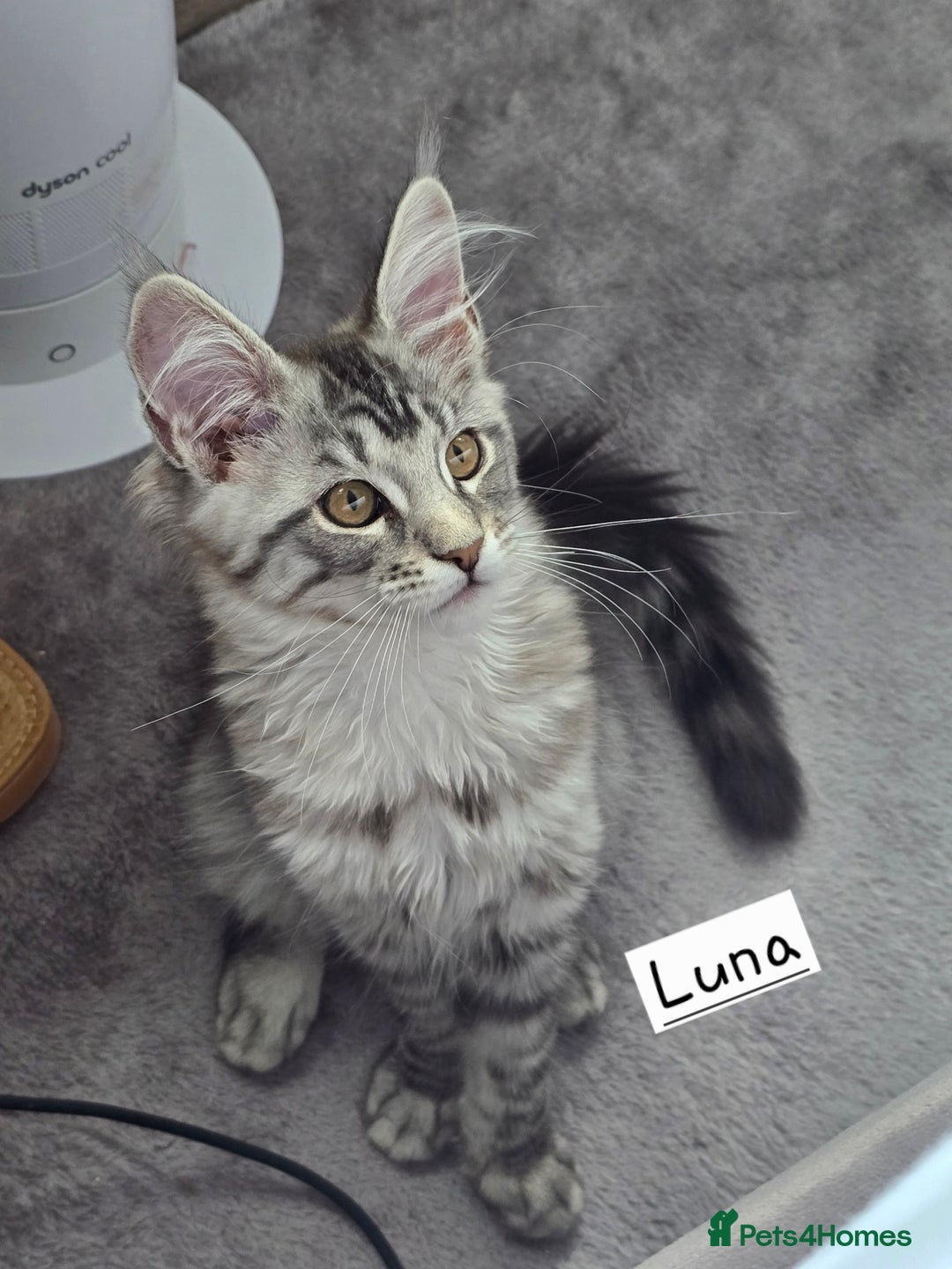 Maine Coon cats for sale: Large pedigree Tica Maine coon kittens READY  - Image 5