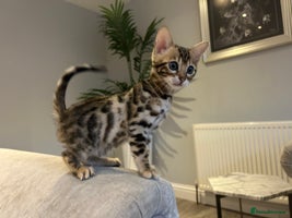 Bengal cats - Advert 15