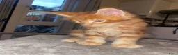 Maine Coon cats for sale: Rare Red Silver Maine Coon Kittens Available  - Advert 22