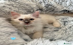 Ragdoll cats for sale: 4 Gorgeous Pure-Bred Ragdolls - Image 9