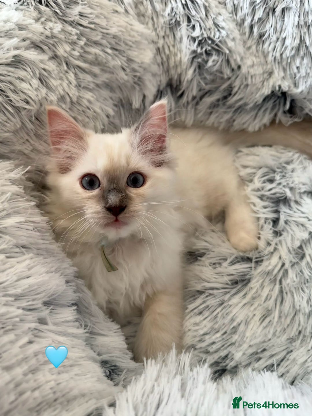 Ragdoll cats for sale: 4 Gorgeous Pure-Bred Ragdolls - Image 9