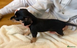 Mixed Breed dogs for sale: Beautiful miniature dash X Maltese  - Image 7