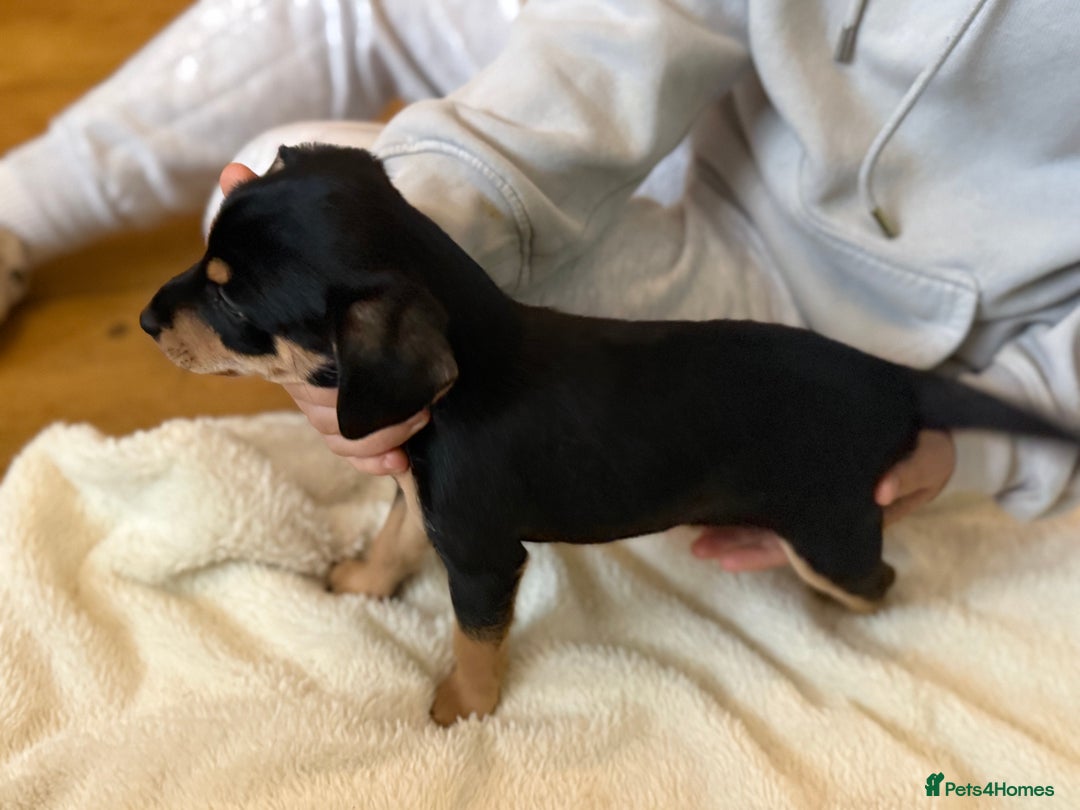 Mixed Breed dogs for sale: Beautiful miniature dash X Maltese  - Image 7