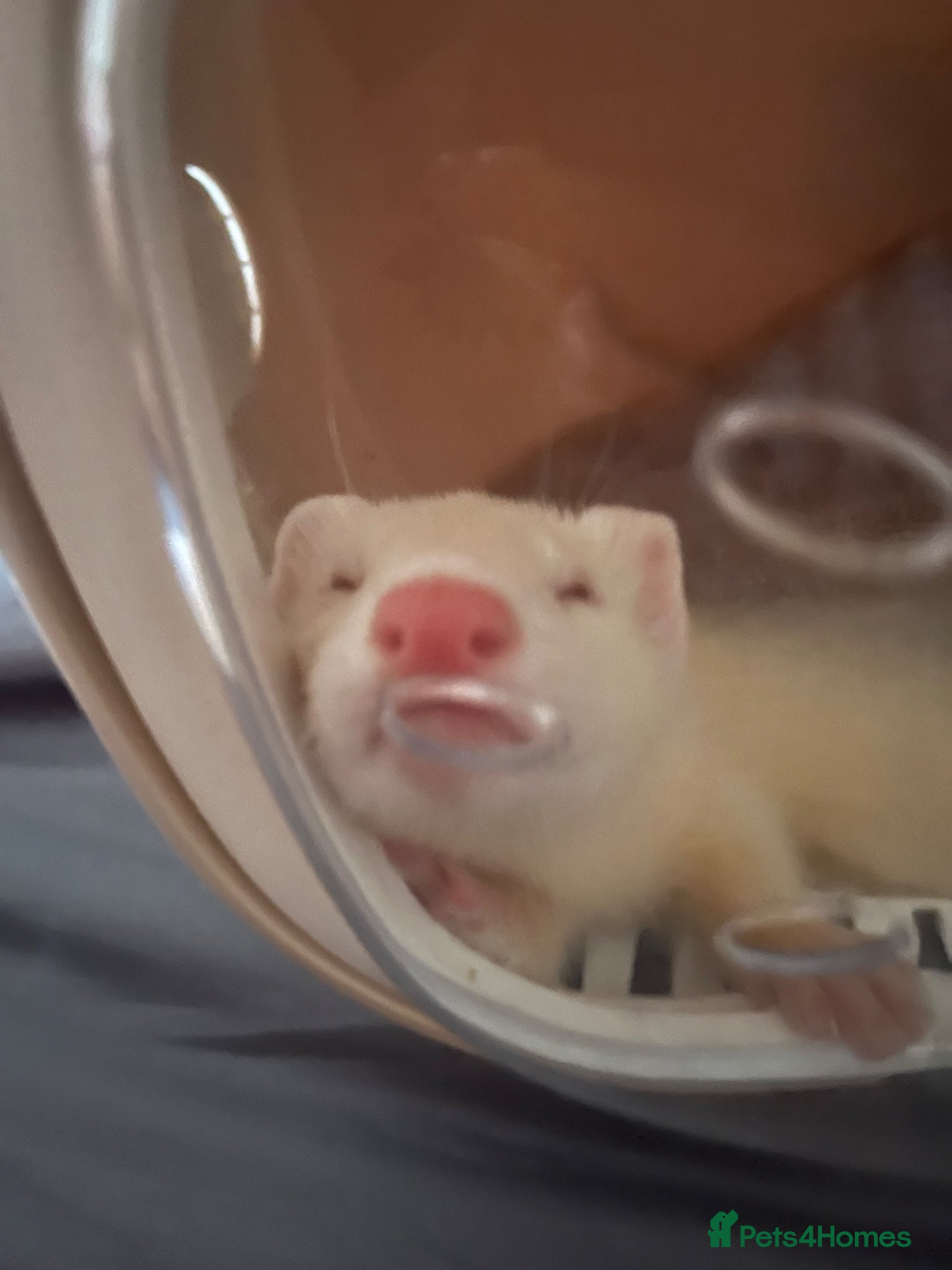 Ferret rodents baby albino ferret - Advert 3