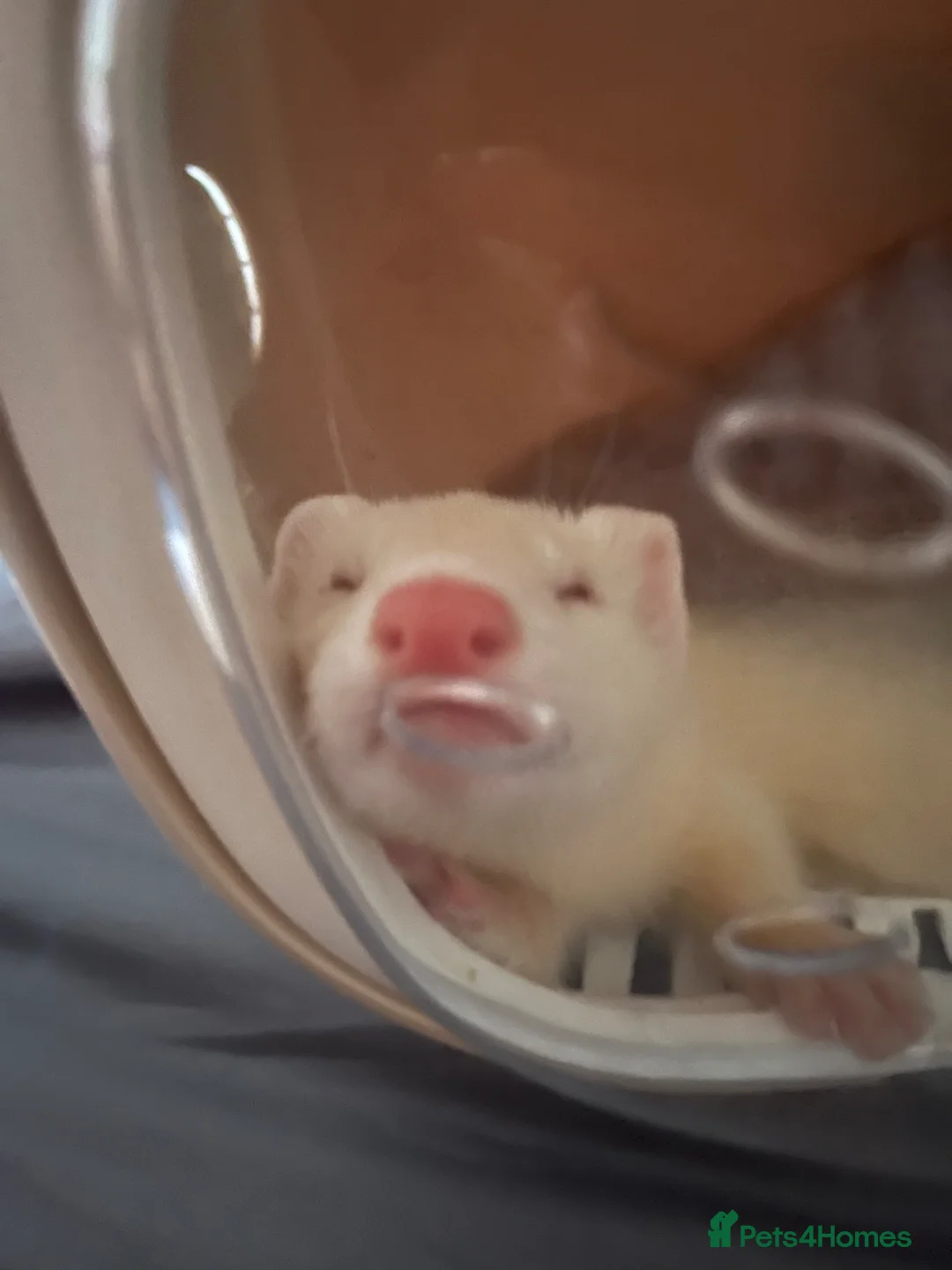 Ferret rodents for sale: baby albino ferret - Advert 1