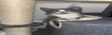 Domestic Shorthair 2