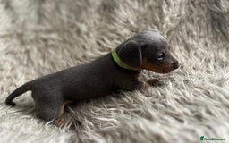 Dachshund dogs for sale: Beautiful mini dachshund babies  - Image 14
