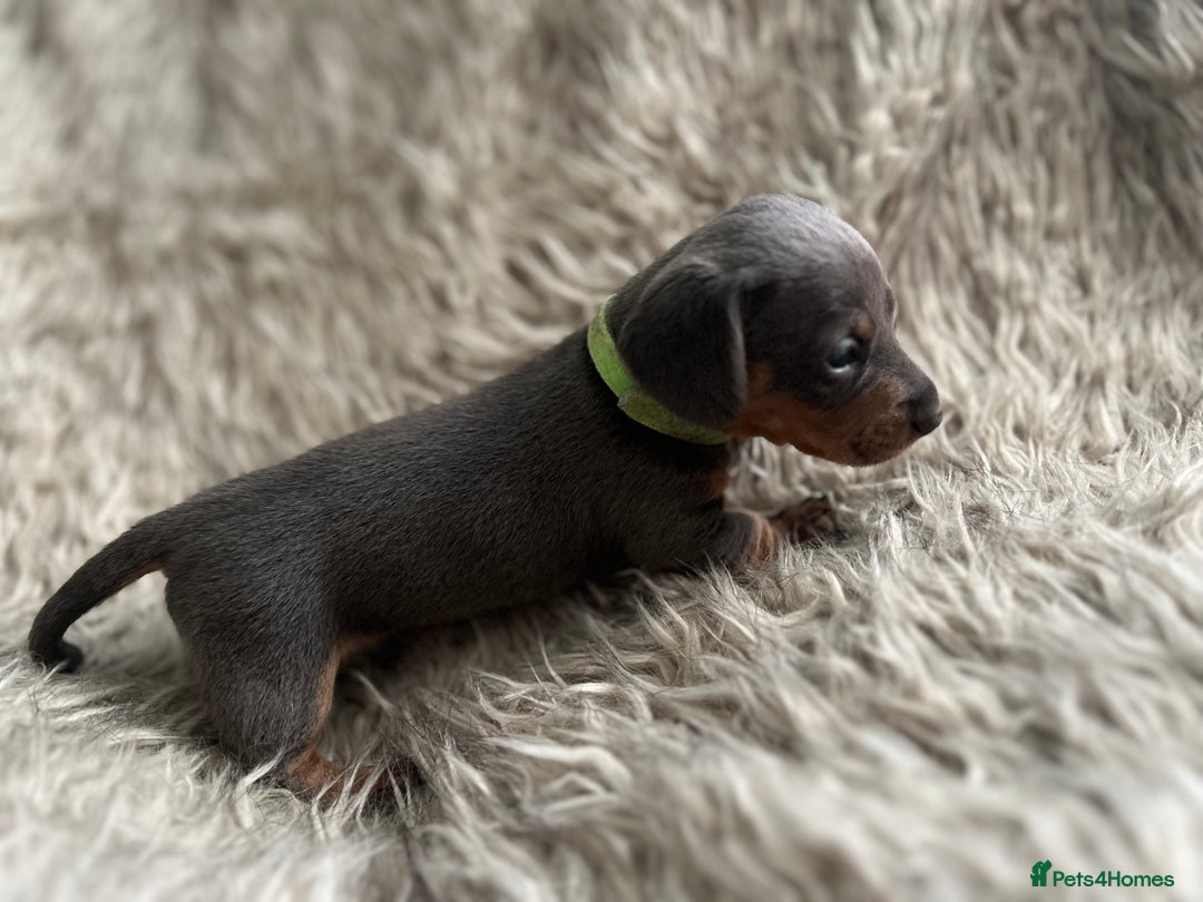 Dachshund dogs for sale: Beautiful mini dachshund babies  - Image 14