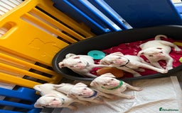 Pug dogs for sale: 5 REDUCED PUG PUPPYS🩵 ready to leave  - Image 7