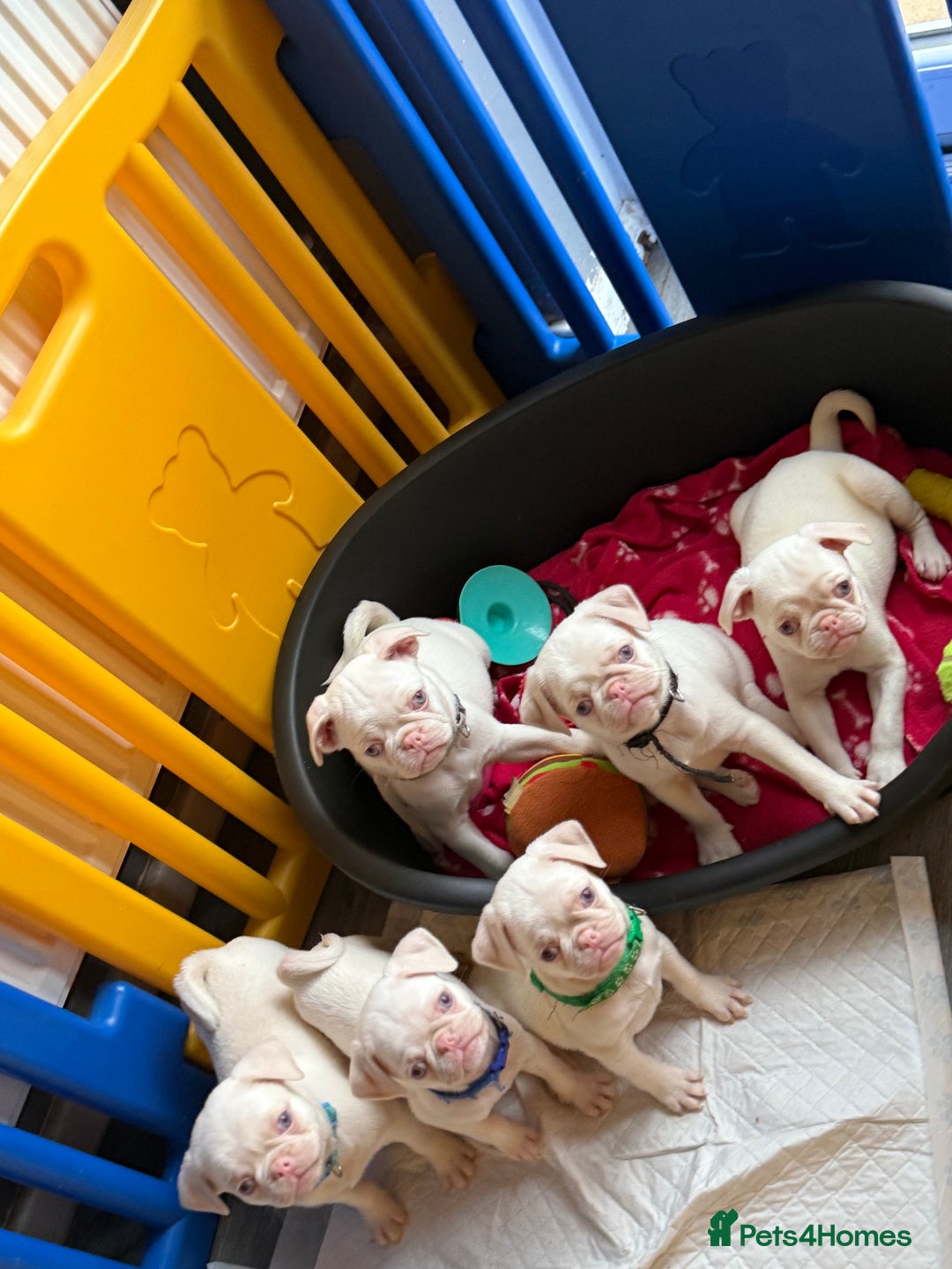 Pug dogs for sale: 5 REDUCED PUG PUPPYS🩵 ready to leave  - Image 7