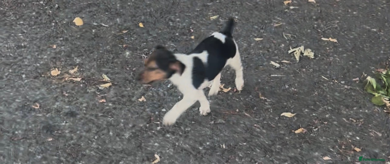 Jack Russell dogs Docked tail jack russel - Advert 1