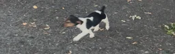 Jack Russell dogs for sale: Docked tail jack russel - Advert 1