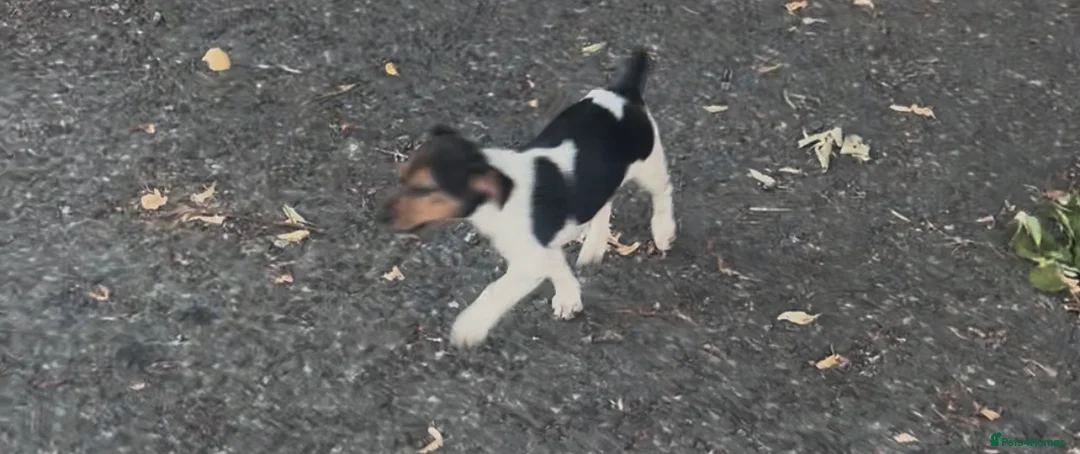 Jack Russell dogs for sale: Docked tail jack russel - Advert 1