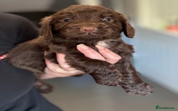 Cocker Spaniel dogs for sale: 3 Working Cocker Spaniel Dogs  - Image 5