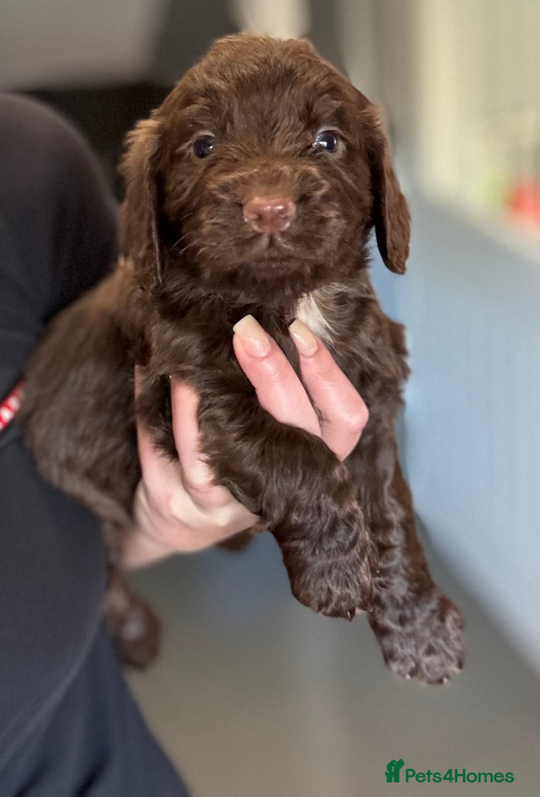 Cocker Spaniel dogs for sale: 3 Working Cocker Spaniel Dogs  - Image 5