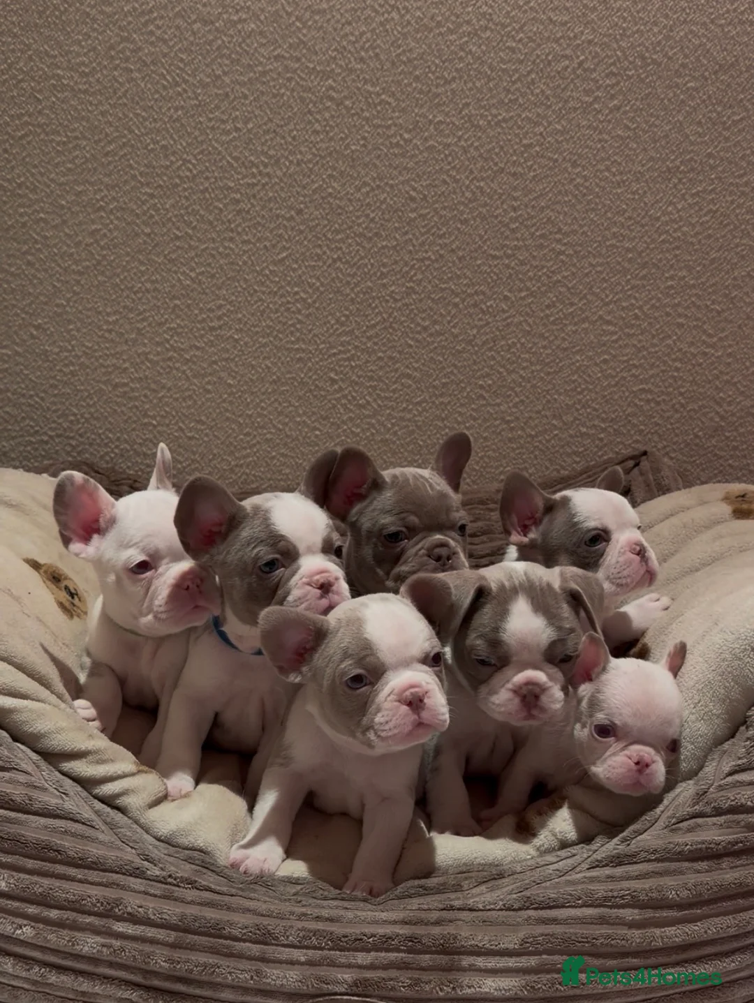 French Bulldog dogs for sale: 6x KC registered French Bulldogs - Advert 2