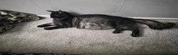 Mixed Breed cats for sale: Half Maine coon kittens  - Advert 3