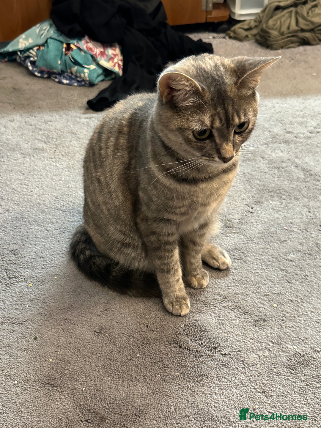 Mixed Breed cats for sale: Torbie Arabian Mau X BSH - Advert 9