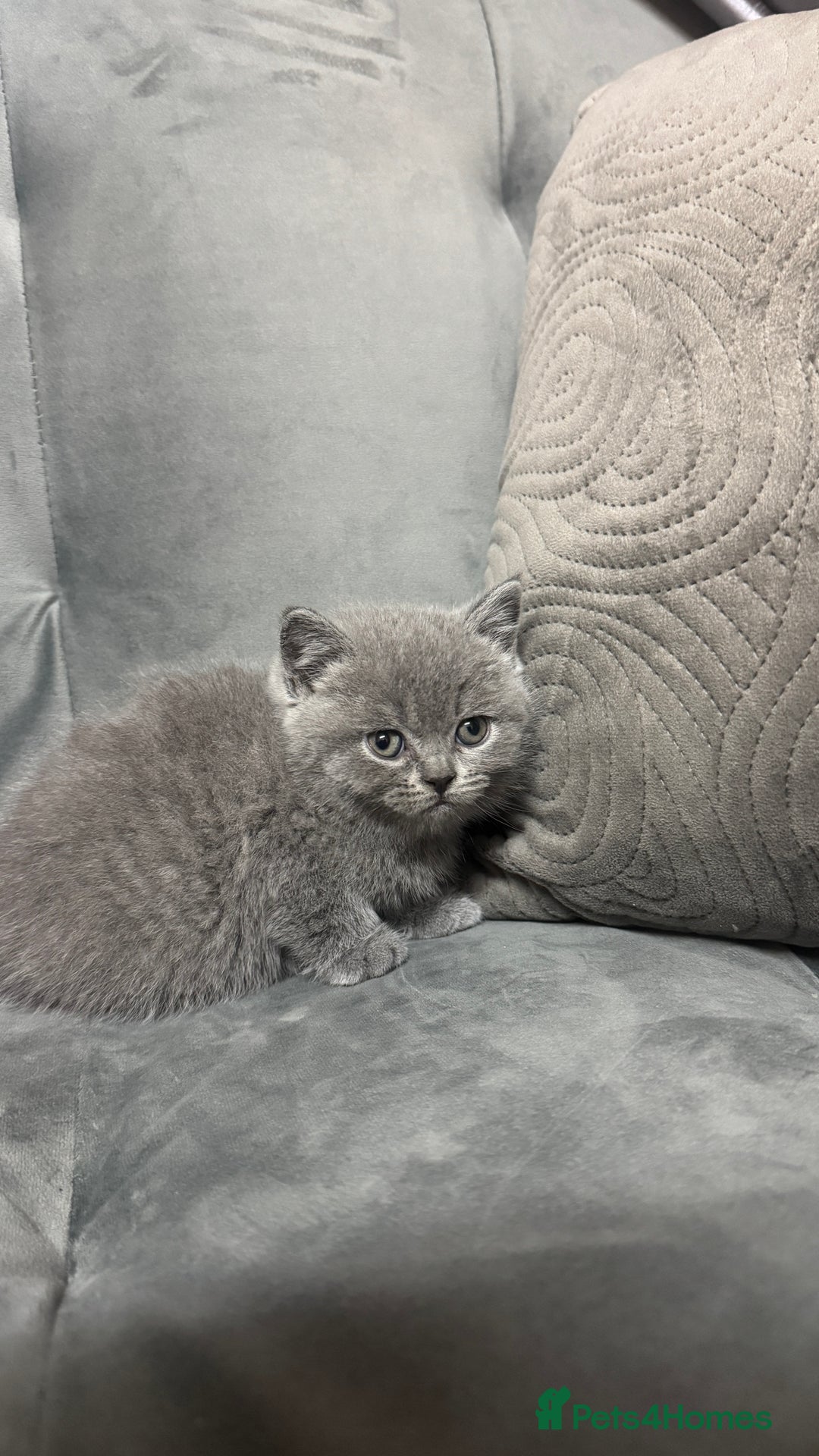 British Shorthair cats for sale: 5 British shorthair kittens  - Advert 6