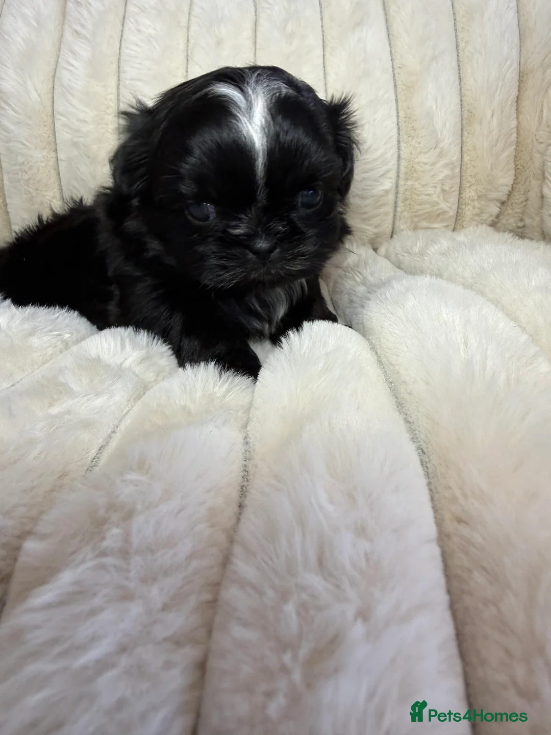 Shih Tzu dogs for sale: Beautiful Black Imperial Shih Tzu Female  - Advert 1