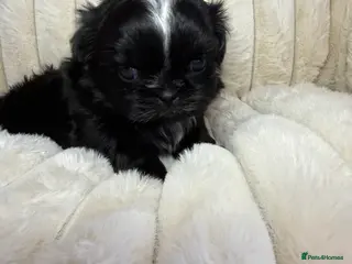 Shih Tzu dogs Beautiful Black Imperial Shih Tzu Female - Advert 1