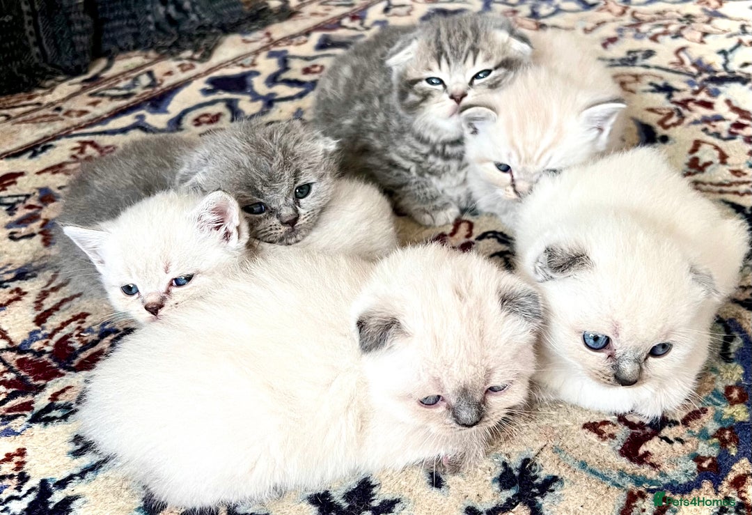 Scottish Fold cats for sale: Kittens for sale  - Image 5