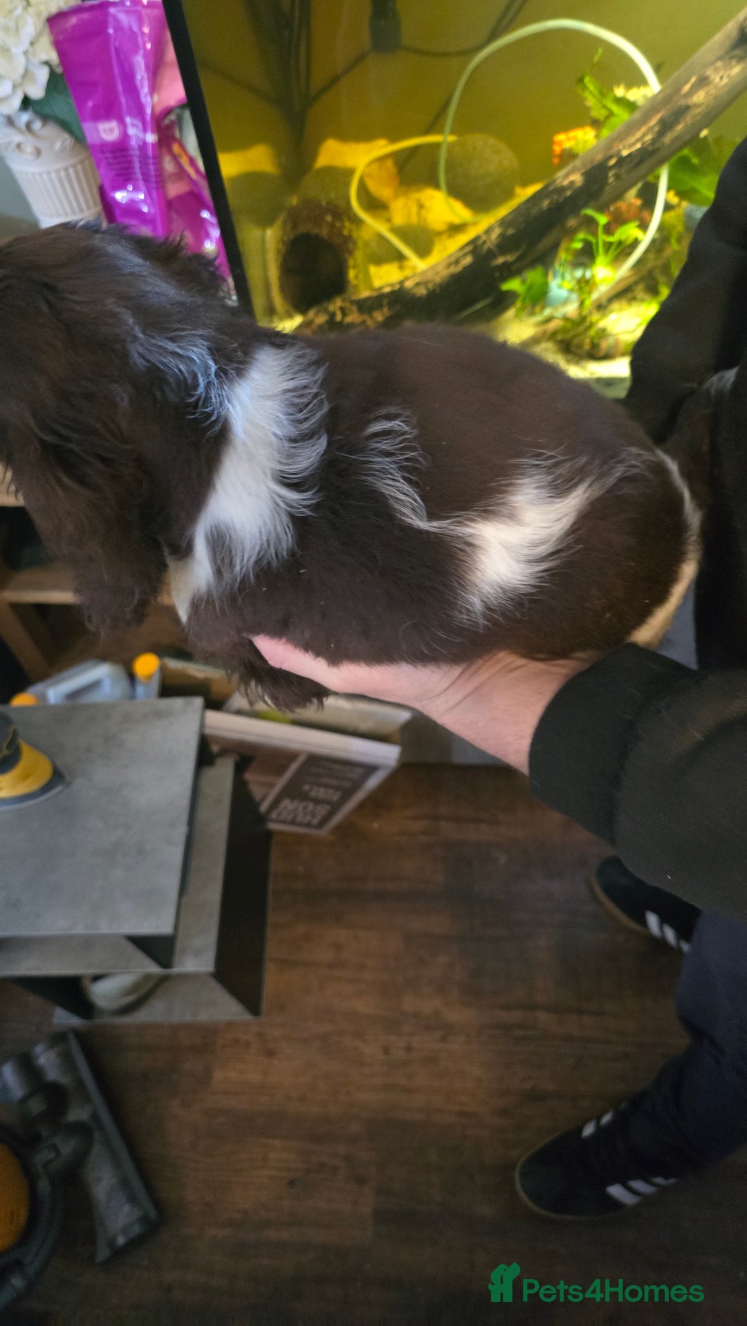 Cocker Spaniel dogs for sale: Chocolate Roan & Tan Cocker Spaniel Puppies - Advert 16