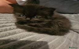 Persian cats for sale: Persian kittens for sale - Image 26
