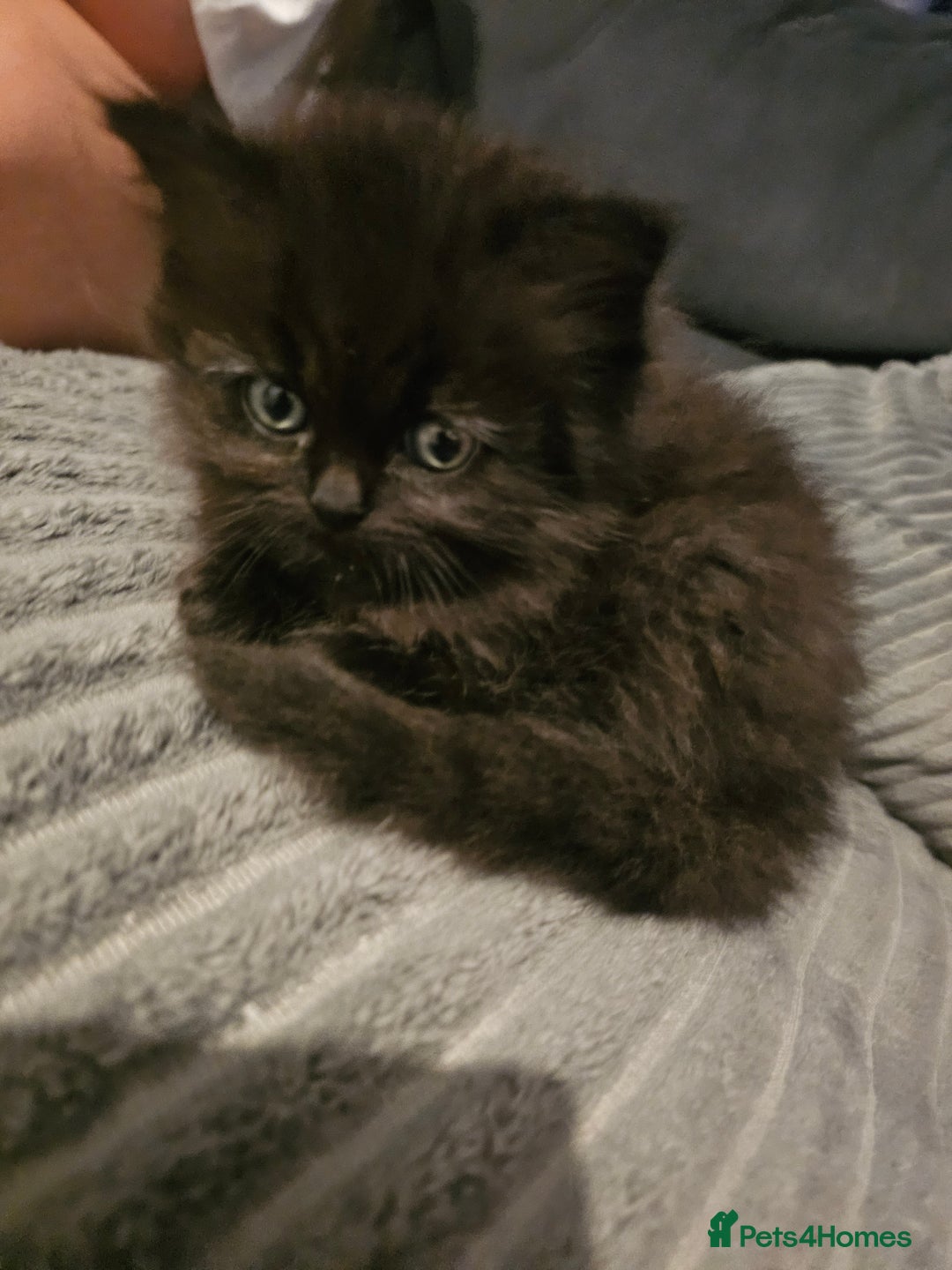 Persian cats for sale: Persian kittens for sale - Image 26