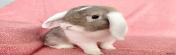 Mini Lop rabbits for sale: Adult mini lop for sale  - Advert 3
