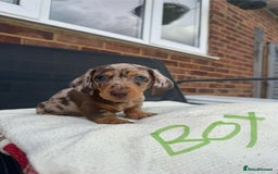 Miniature Dachshund dogs for sale: Miniature Dachshund - Image 10