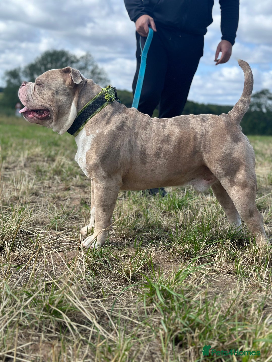 American Bully dogs for sale: 💥 Pocket bully puppies 💥 - Image 12