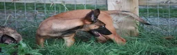 Belgian Shepherd Dog dogs for sale: Pups from world champion CHANCE - Advert 28