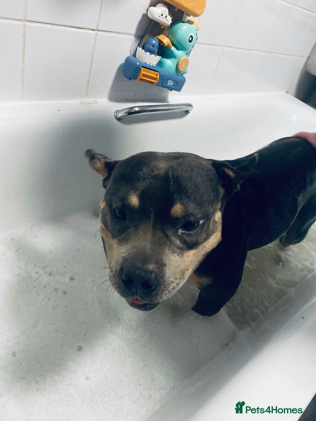 American Bully dogs for sale: Bruno  - Image 2