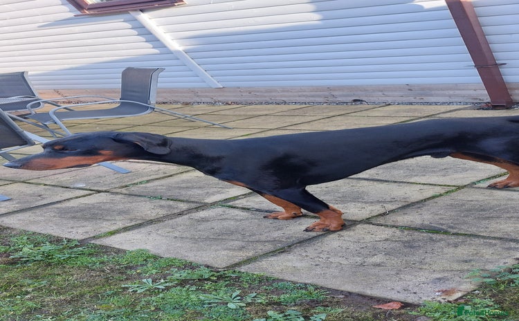 Dobermann dogs KC registered Black and Red Rust for stud - Advert 4