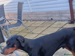 Dobermann dogs KC registered Black and Red Rust for stud - Advert 1